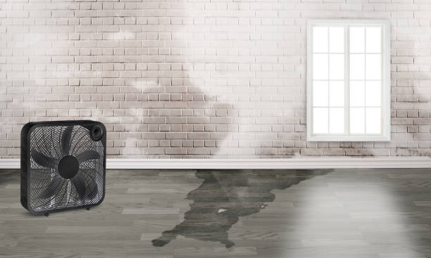 Best Basement water damage restoration  in Hoopers Creek, NC